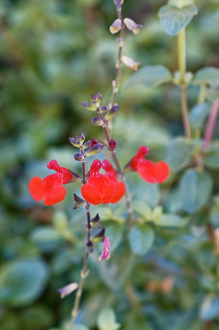 Castillon du Gard-041